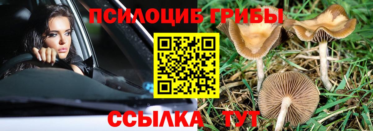 Знаменск  Псилоцибиновые грибы GOLDEN TEACHER  Вход с VPN  Галлюциногенные грибы Cubensis 